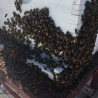 Beekeeping Meltdown