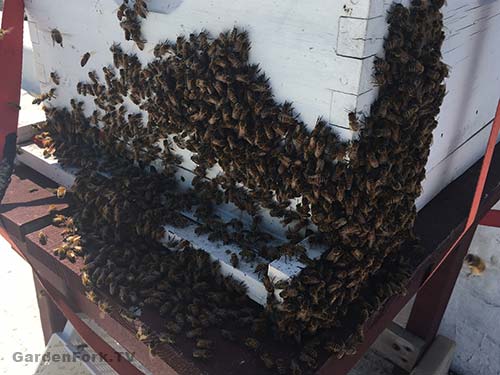 Beekeeping Meltdown