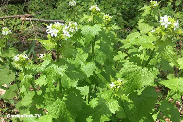 Garlic Mustard Weed