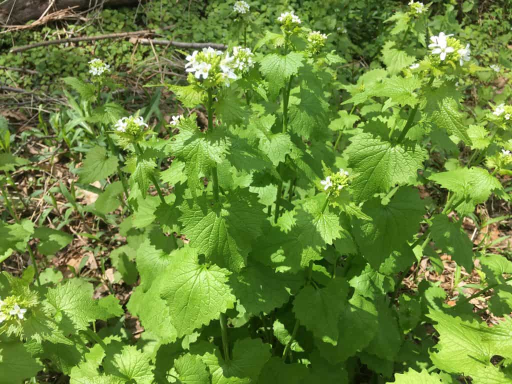 Garlic Mustard Weed