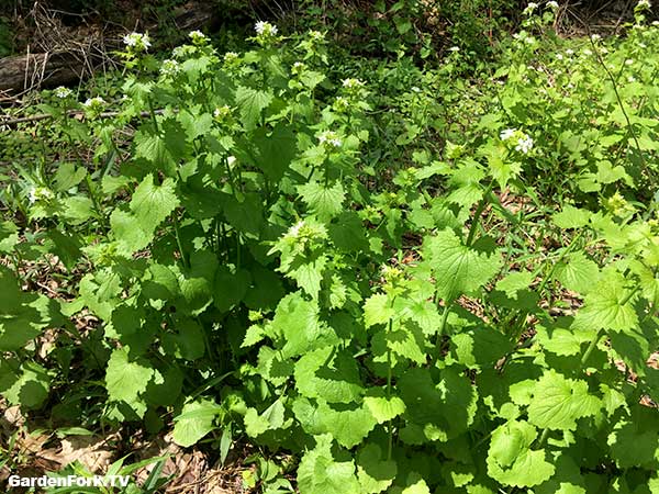 Garlic Mustard Weed