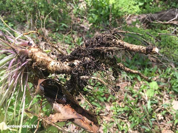 Garlic Mustard Weed