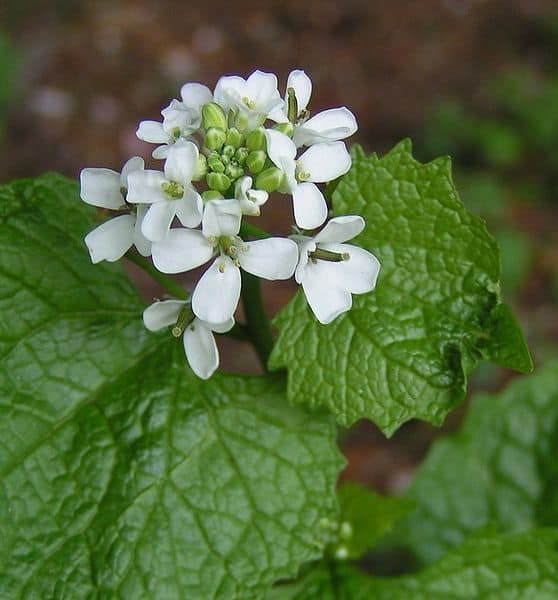 garlic mustard weed