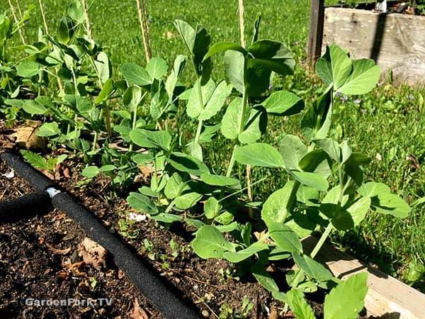 Transplant snap peas