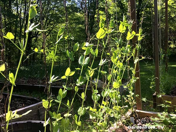 Transplant snap peas