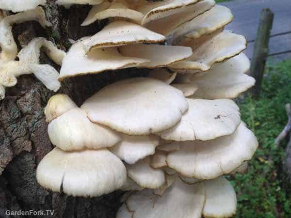 How to grow mushrooms