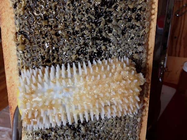Honey harvest