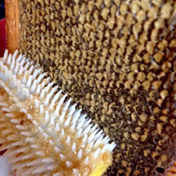 Honey harvest