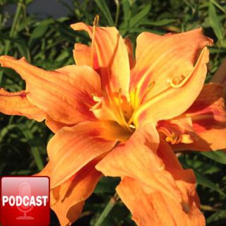 GardenFork Radio podcast