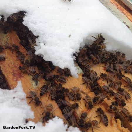 Bees Survive Winter