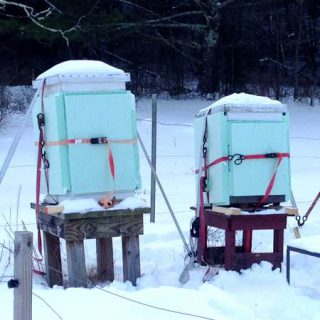 bees survive winter