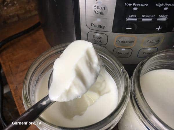 Heirloomm yogurt starter