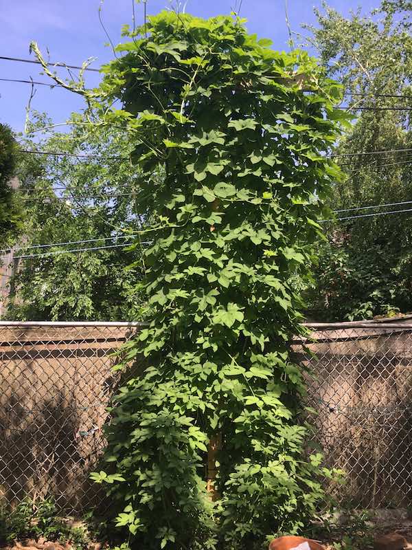 hop plant