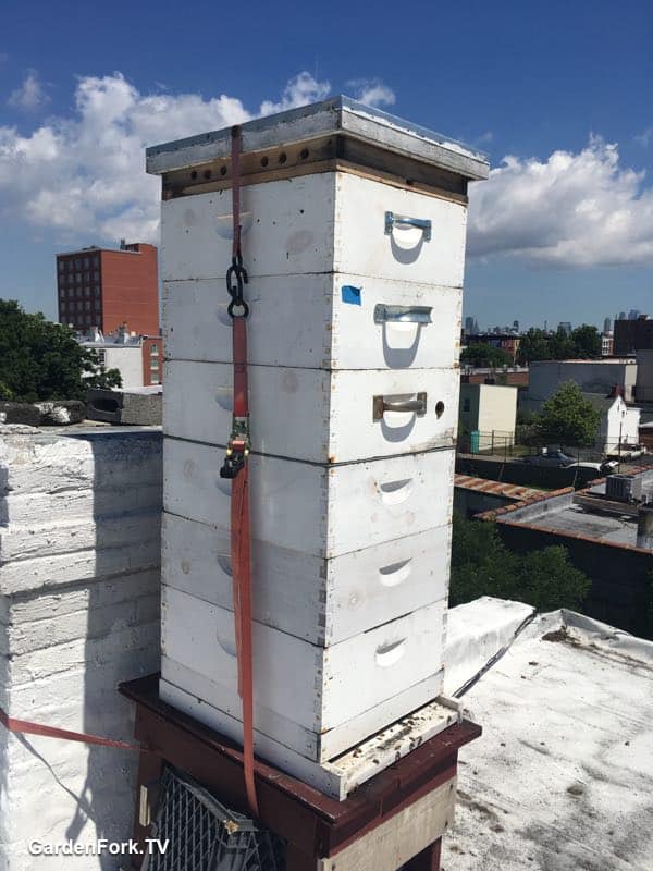 Hive Top Vent Board