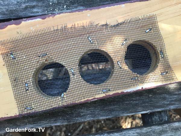 Hive Top Vent Board