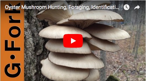 Mushroom identification video