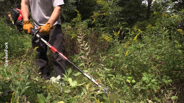 weed infested garden