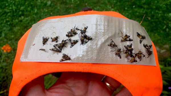 How to get rid of deer flies deals
