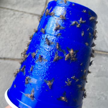 blue plastic cup with flies on it