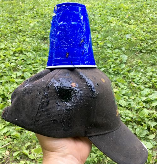 hat and blue plastic cup with flies on it