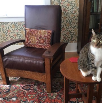 A cat sitting on a chair