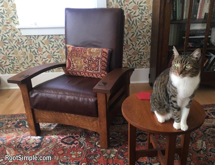 A cat sitting on a chair