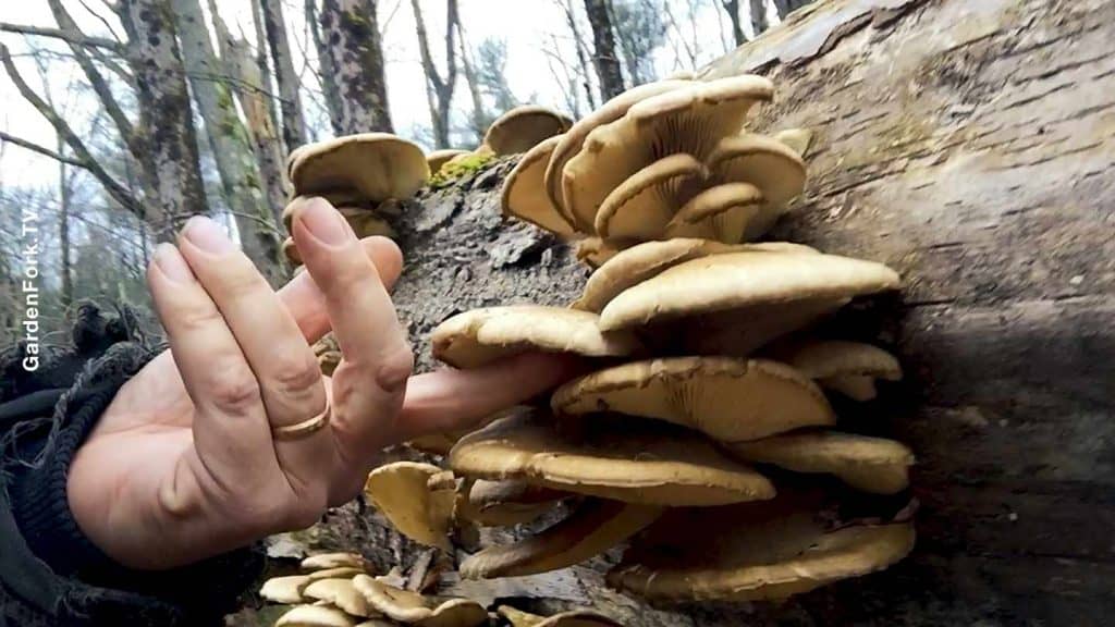 Oyster Mushroom