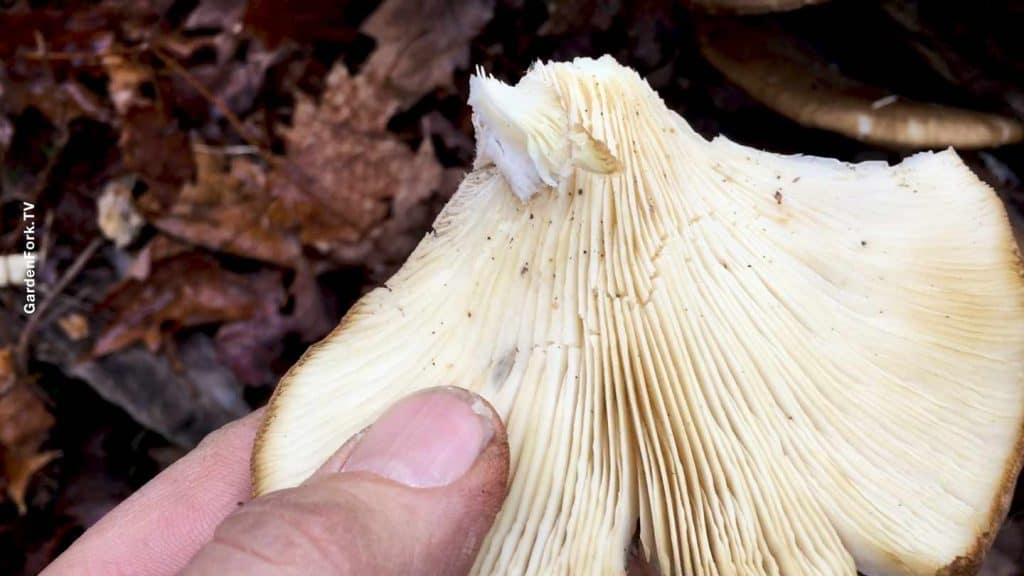 oyster mushroom