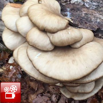 oyster mushrooms