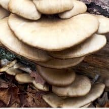 mushrooms on log