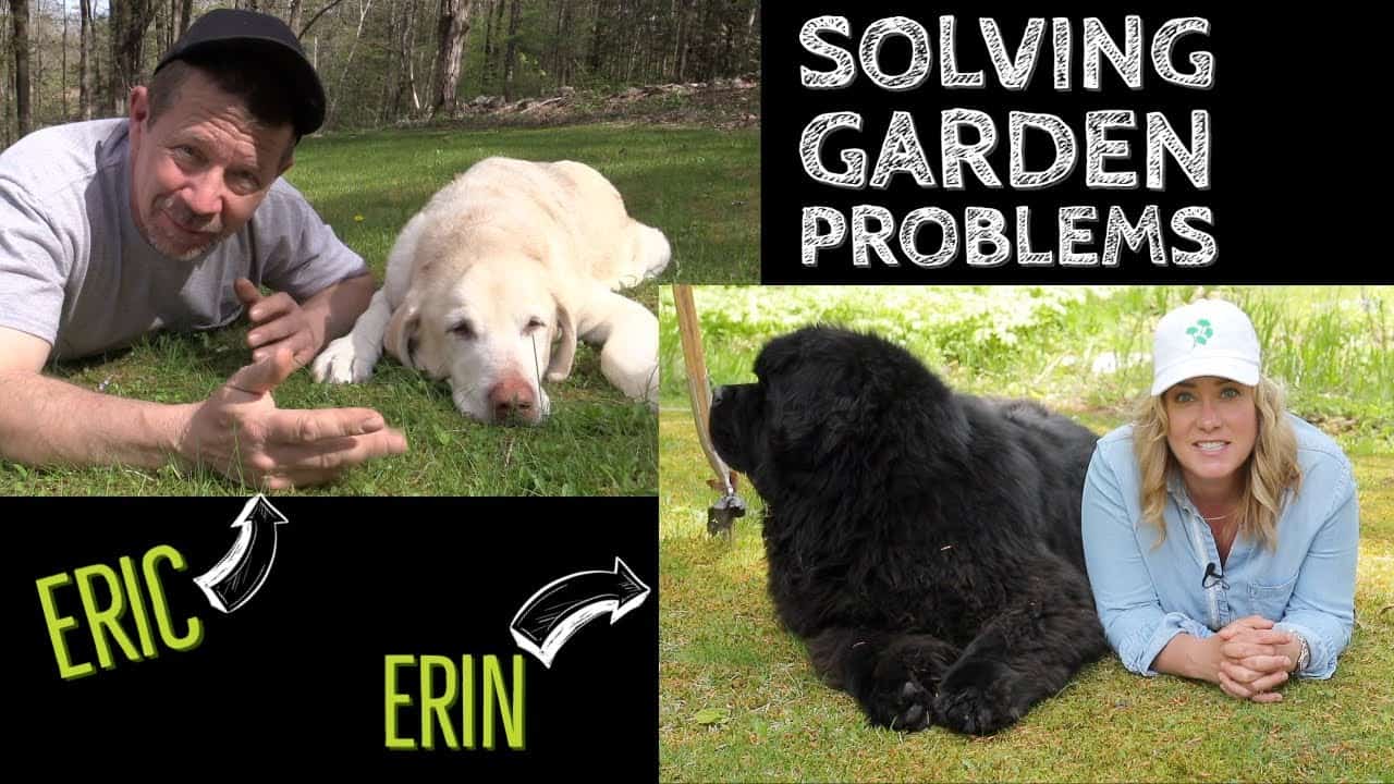 Garden Problems: Deer, Bears, Weeds, Caterpillars GF-Video