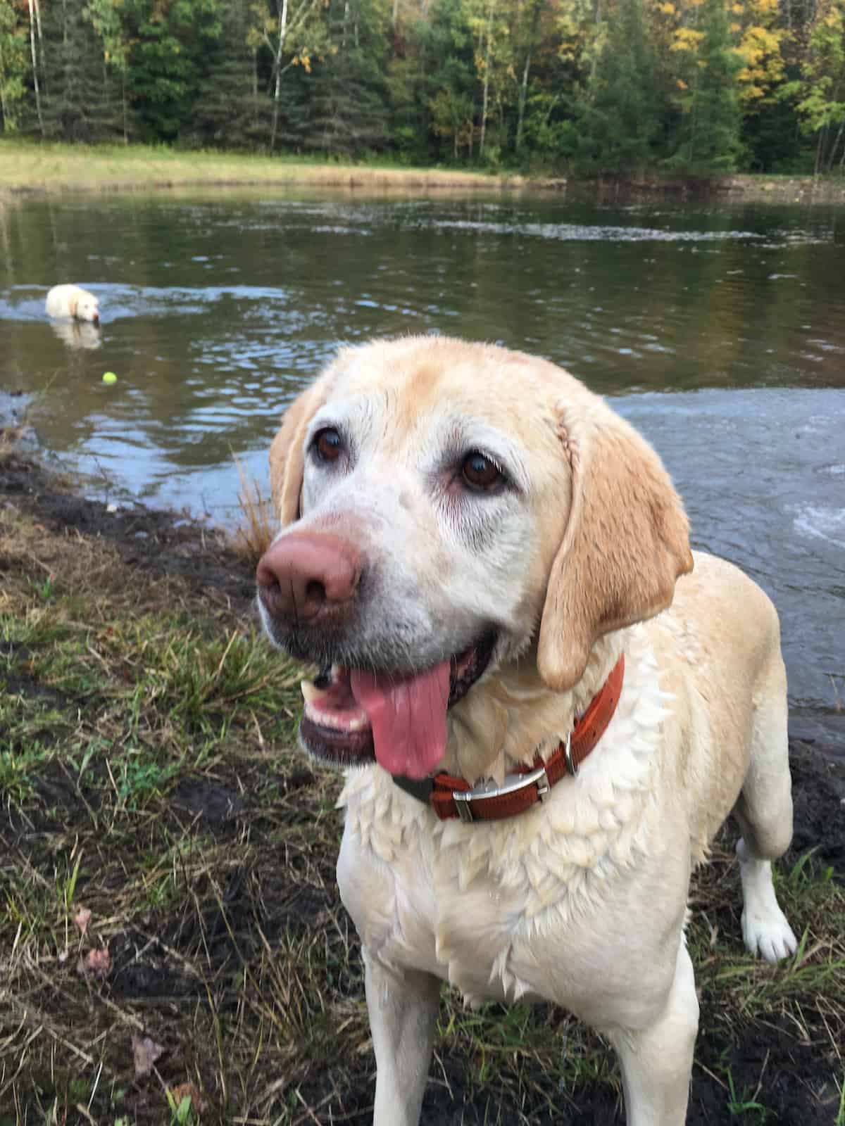 dog next to pond